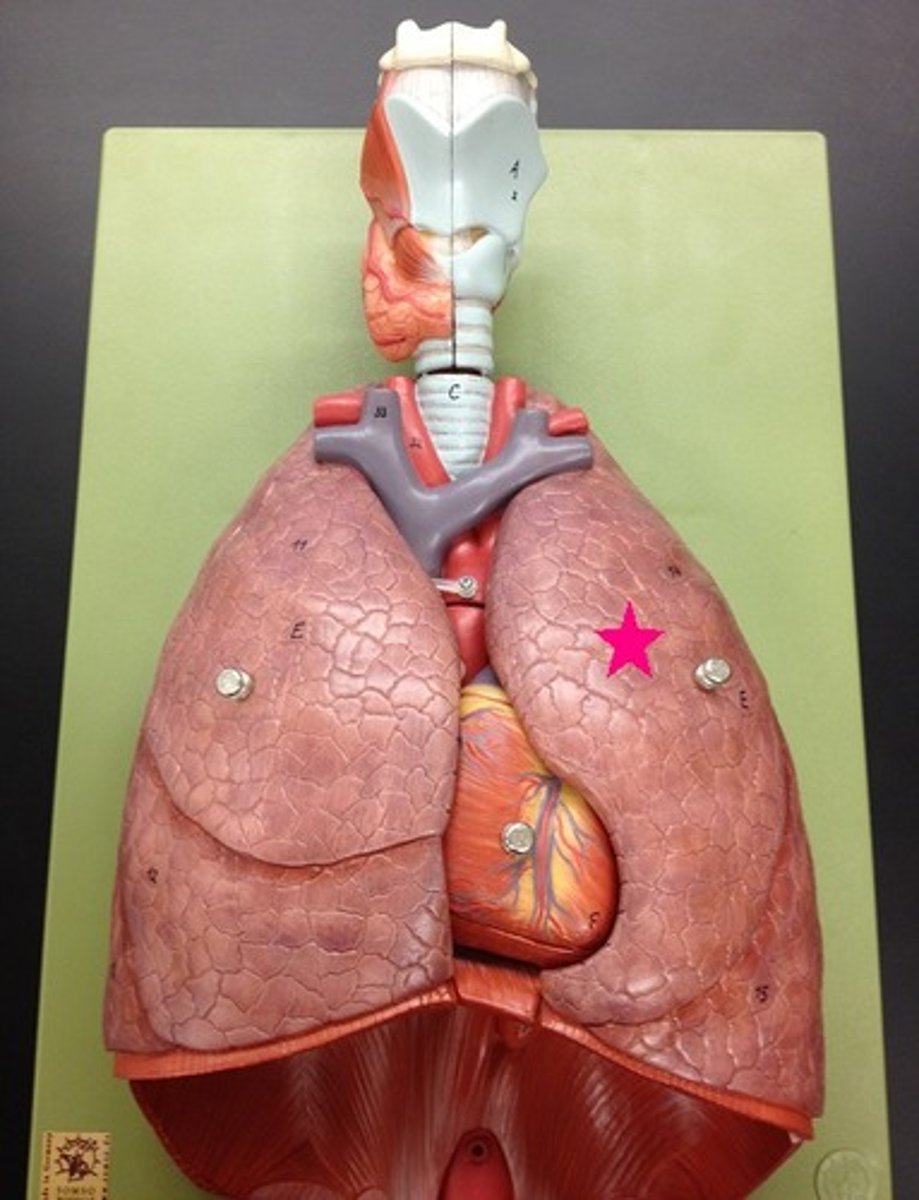 <p>Identify the organ (include left or right).</p>