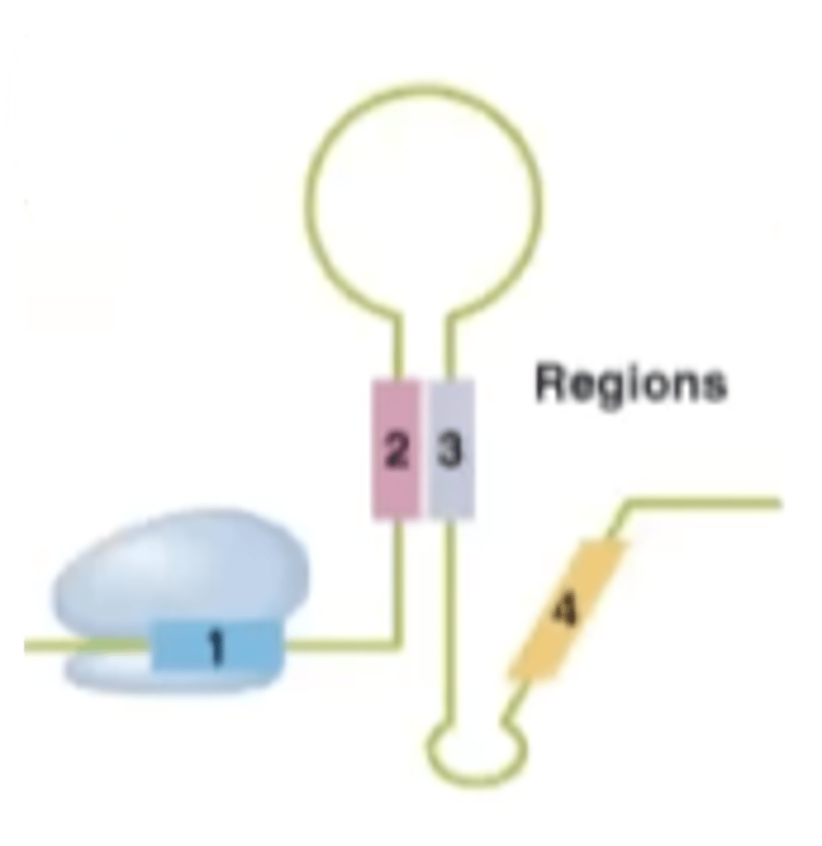 <p>anti-attenuation structure</p>