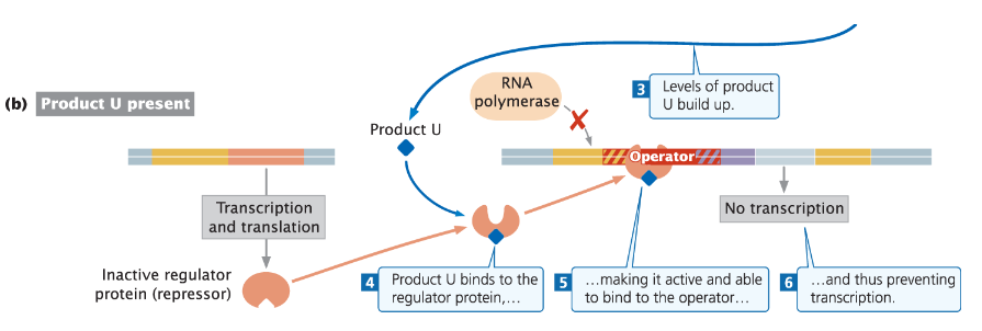 <p><strong>Corepressor Function</strong><br>āSmall molecule called a corepressor (co-factor) binds to the repressor<br>āRepressor/corepressor complex can now bind to the operator<br>āBinding inhibits transcription</p><p><strong>Function</strong><br>āUsually involved in biosynthesis necessary for the cell<br>āGenes are only turned on when needed and off when not needed, making expression efficient<br>āNegative means the regulator protein is an inhibitor or repressor<br>āRepressible means something activates the repressor, which then represses transcription</p><p><strong>Example: trp Operon</strong><br>āIn Escherichia coli, product (e.g. tryptophan) builds up<br>āProduct binds to the regulator protein, making it active<br>āActive repressor binds to the operator, preventing transcription</p>