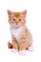 die Katze