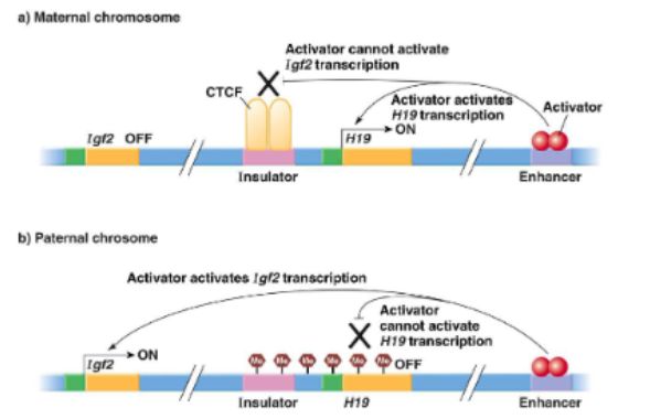 <p>methylation on ICR region, no H19 transcription in paternal</p><p>deletions in the same part of a chromosome can lead to different effects based on paternal or maternal allele</p>