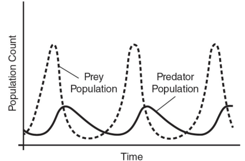 <p> based on a feeding relationship between two species</p><ul><li><p>If the prey species rapidly multiply, the number of predators increases until the predators eventually eat so many of the prey that the prey population dwindles again</p></li></ul><p></p>