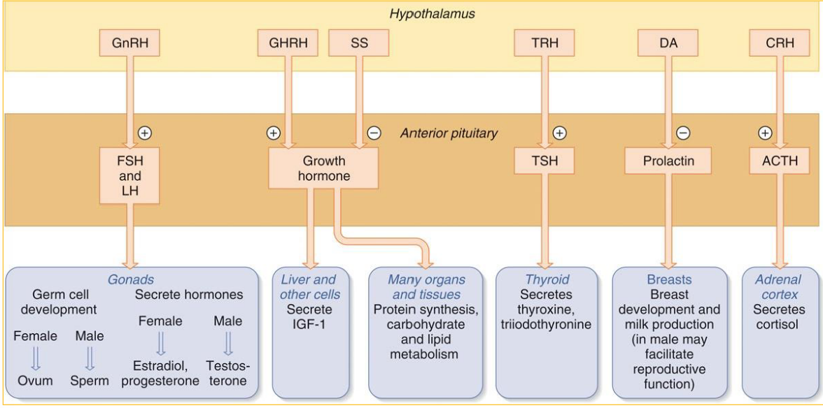 Hypophysiotropic Hormone Symmary (3-Hormone System Examples)