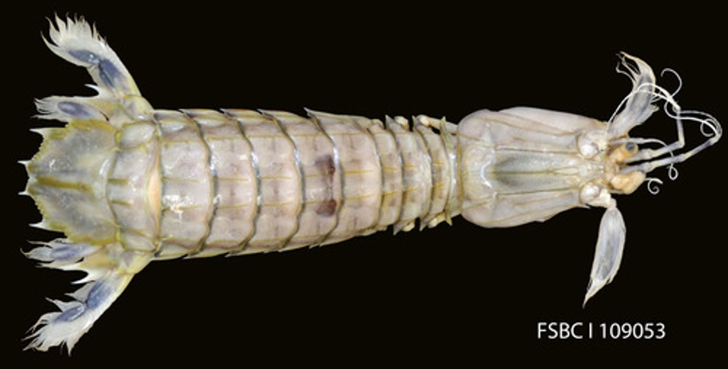 <p>Order of malacostracans, crustaceans, mandibulates, and arthropods (mantis shrimp)</p>