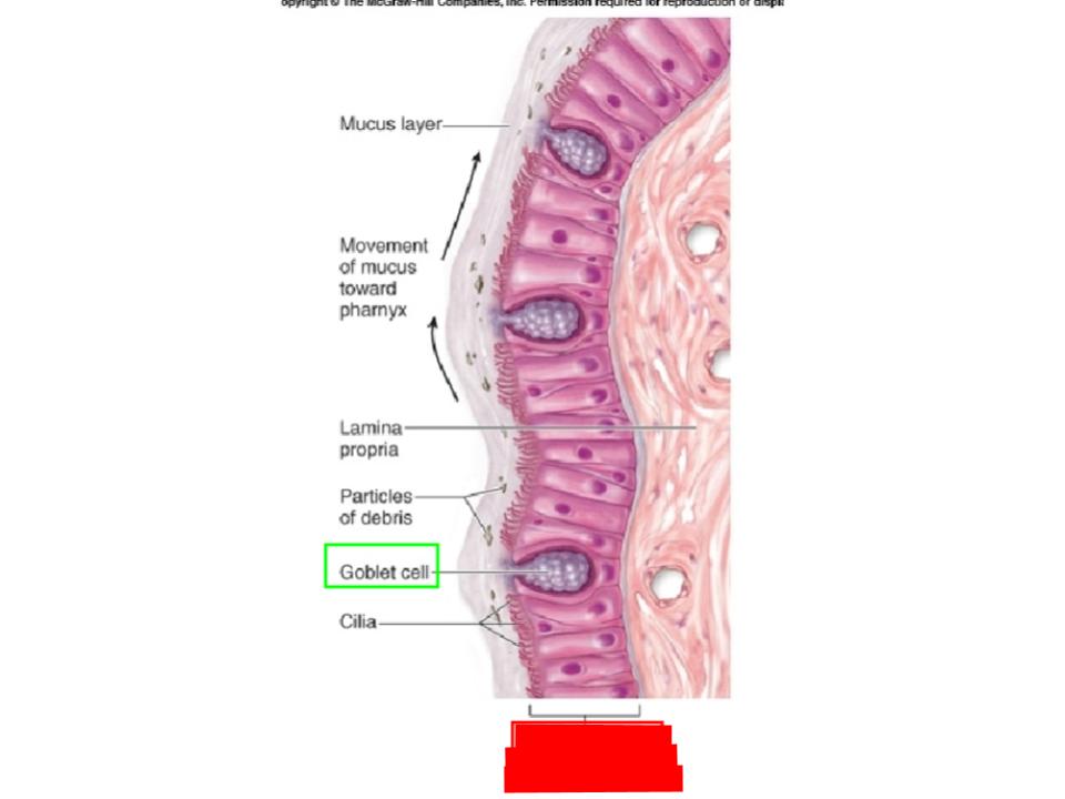 <p>Mucous membrane</p>