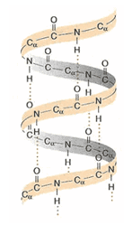 <ol><li><p>Alpha-helix</p></li></ol><ul><li><p>Regular, repeating motif in protein</p></li><li><p>In globular, water-soluble proteins</p></li><li><p>Composed of right-handed spiral amino acid chain stabilised by H bonds parallel to helix axis</p></li></ul><p>In an alpha-helix, the carboxyl group of residue n forms H bond with NH group of residue n +4&nbsp;</p><img src="https://lh7-rt.googleusercontent.com/docsz/AD_4nXfJCAccTqclsGz6n9J6Tz32D408flJiXBn9u1QvFltVtUbNF_l39rGXvYuezGgtcMk3XmiykfOXiK345Ai2qjGs-4hu7EGGtvBzMRL1ncELqHxW1w2ksRiJt2B0q9qlyLQlsb0ZrH2PyNn9_sclx2a32km2?key=EUOGvg5llv5-OjtlbUyR9A" data-width="50%" data-align="left"><p></p>