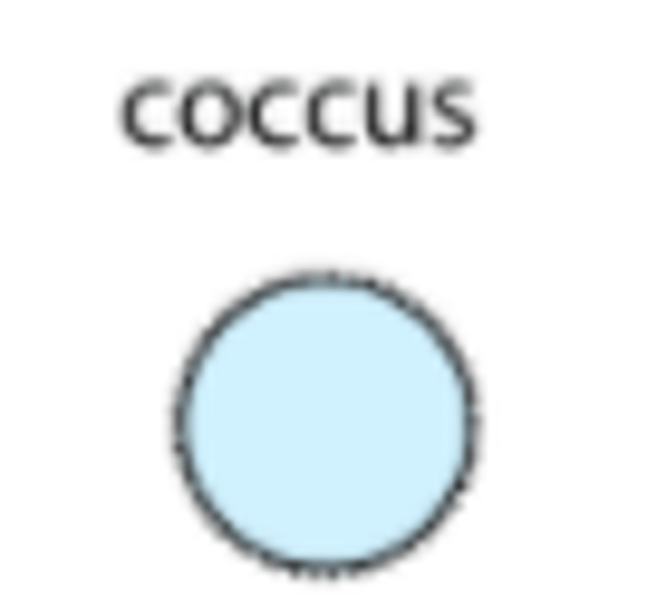 <p>a single spherical bacterial cell.</p>