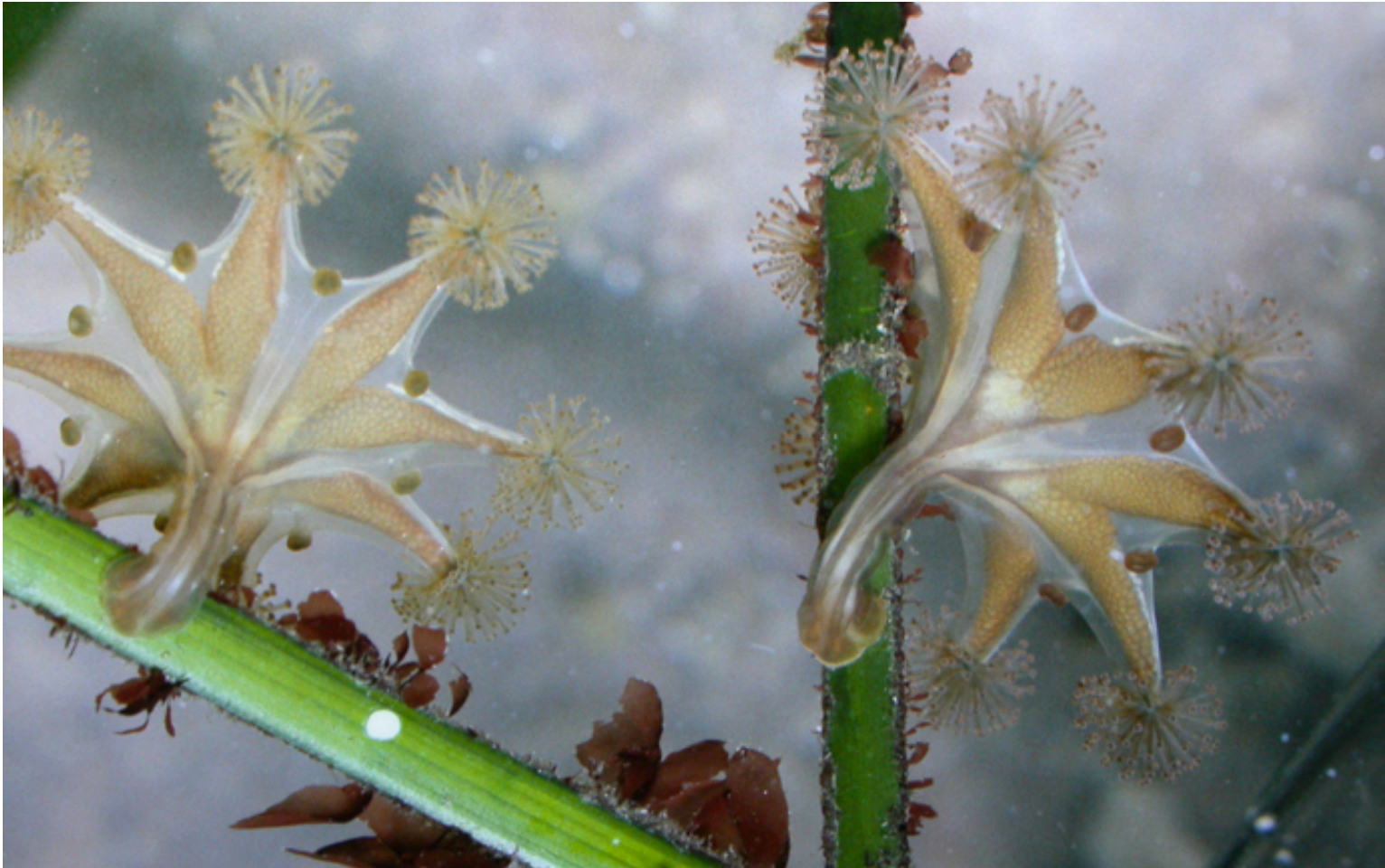 <p>Stalked Jellyfish</p>