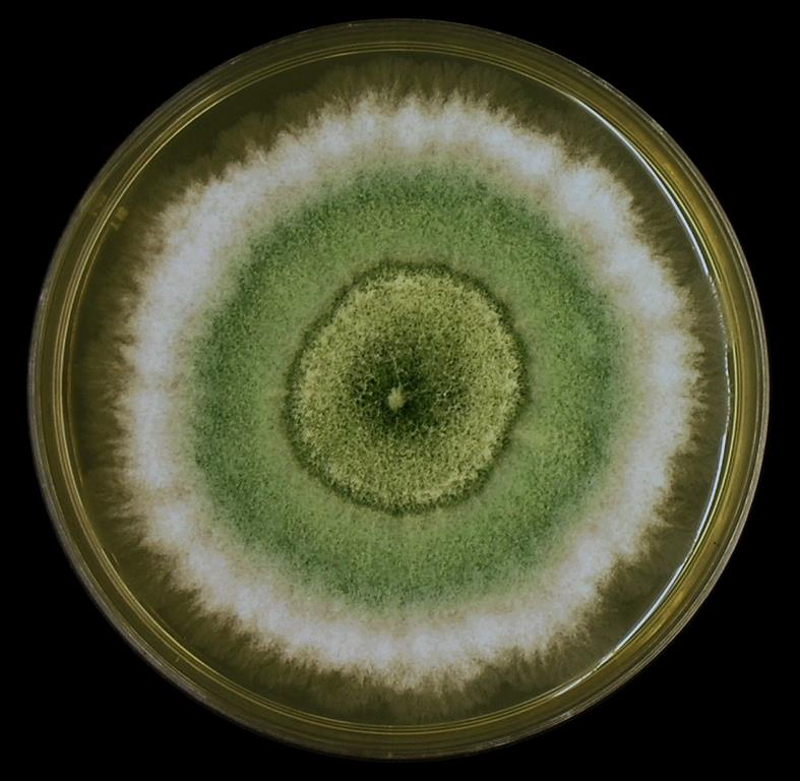 <p>Colony and microscopic morphology of: Gliocladium</p>