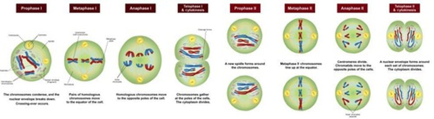 <p>To produce gametes (eggs &amp; sperm) with a haploid number of chromosomes (n) in gonads. Has 2 cycles.</p>