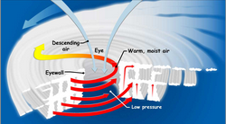 <ul><li><p><span>Trade winds (contributed by Hadley Cells) sometimes cause disturbances when they blow over very warm ocean waters&nbsp;</span></p><ul><li><p><span>Air warms → forms isolated low-pressure area&nbsp;</span></p></li><li><p><span>Coriolis effect results in this air circulating (either clockwise or counter)</span></p></li><li><p><span>Low pressure system continues to move over warm water and accumulates water vapor, strength, and speed.</span></p></li></ul></li><li><p>cyclones spin in opposite directions of hurricanes (happens in the south)</p><ul><li><p>clockwise in south cause counter clock wise gyre</p></li><li><p>clounter clockwise in the north cause clockwise gyre</p></li></ul></li></ul><p></p>