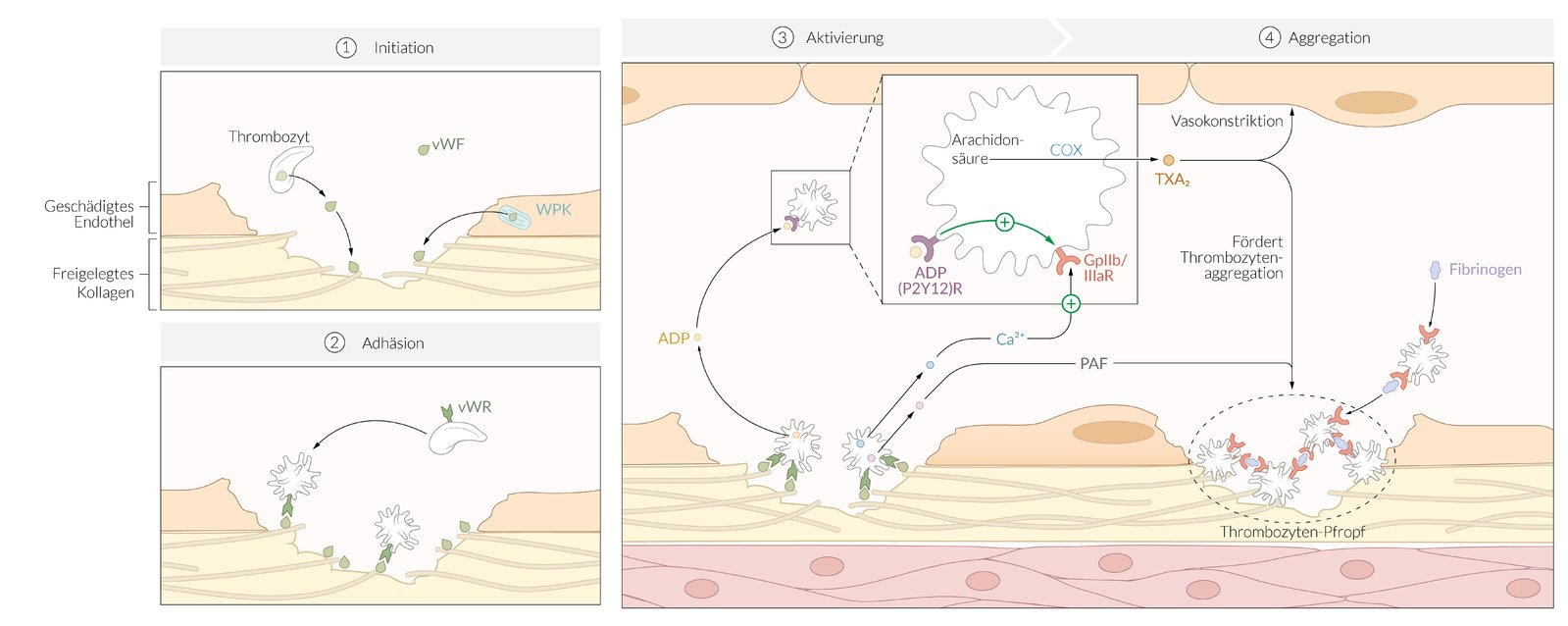 <p>E. von Willebrand factor</p>