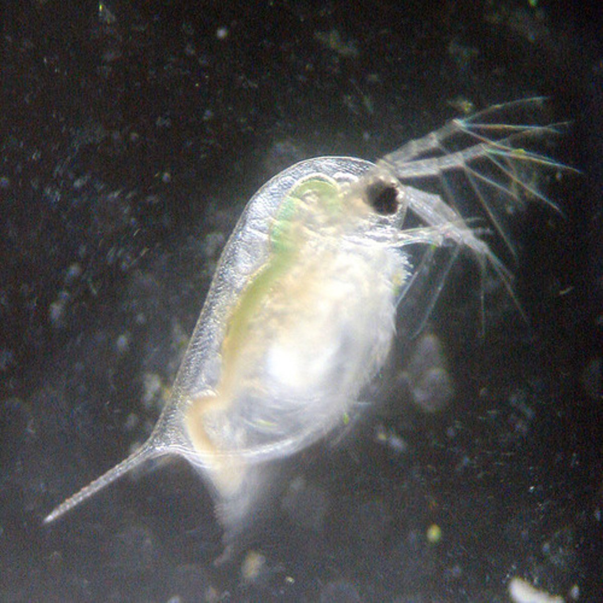 <p>plankton</p>