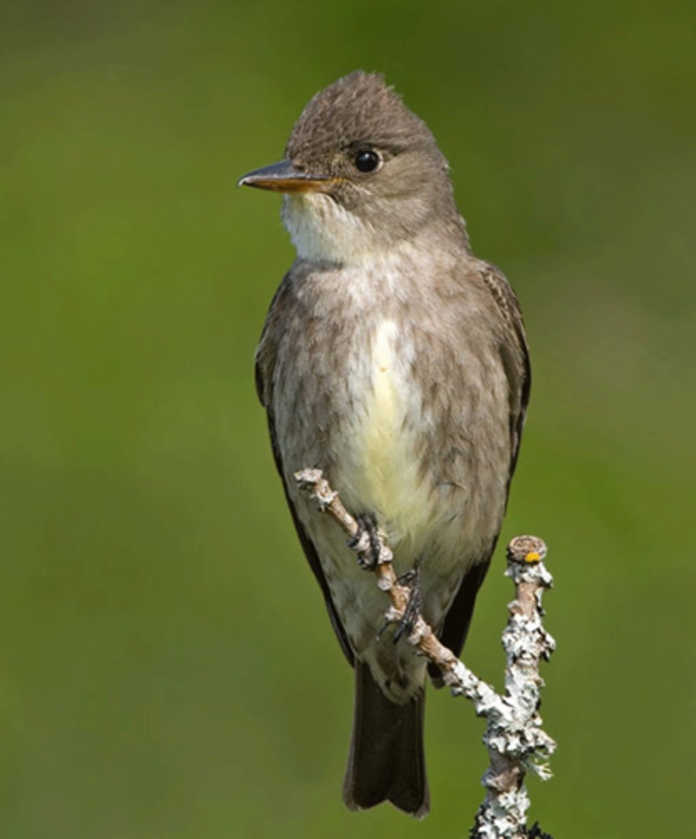 <p>Olive-sided Flycatcher</p>