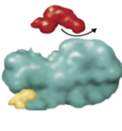 <p>What type of inhibition</p>
