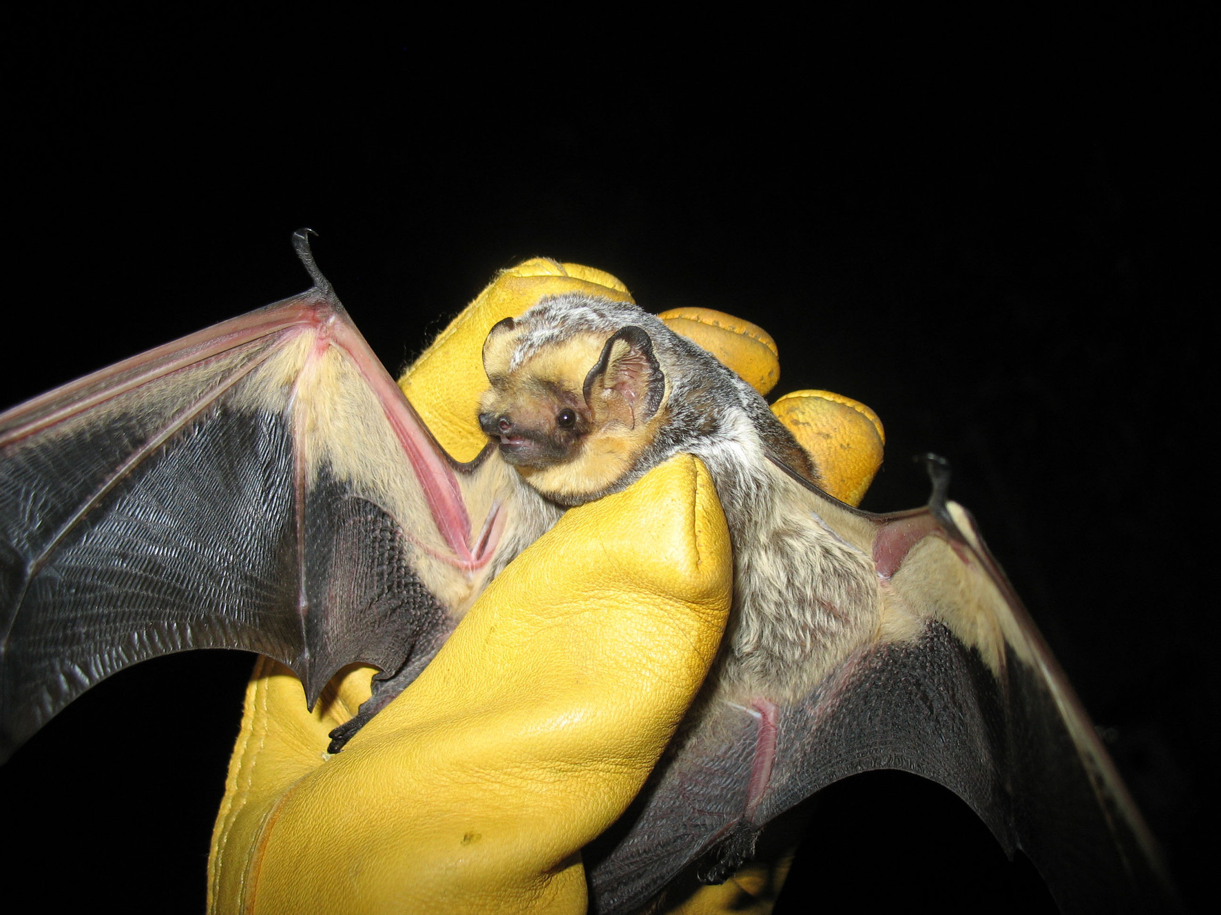 <p>Aeroestes cinereus </p>