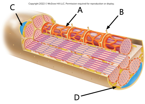 <p>what is label D?</p>