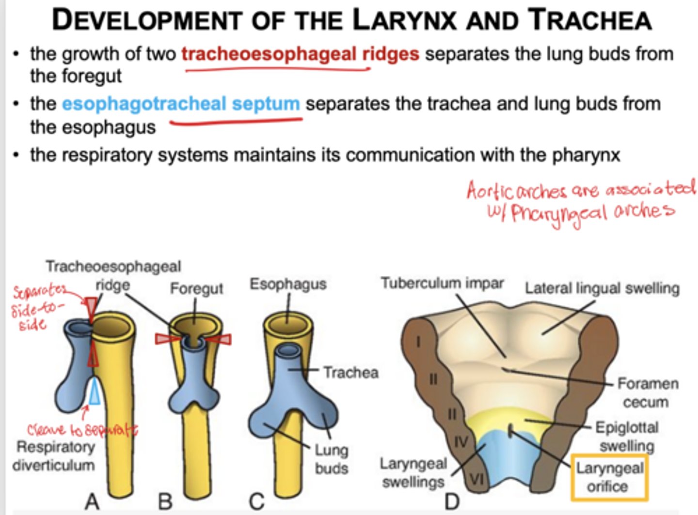 <p>Esophagotracheal ridges (side to side separation from the foregut)</p>