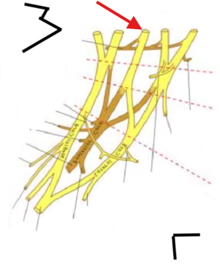 <p>What is this structure?</p>