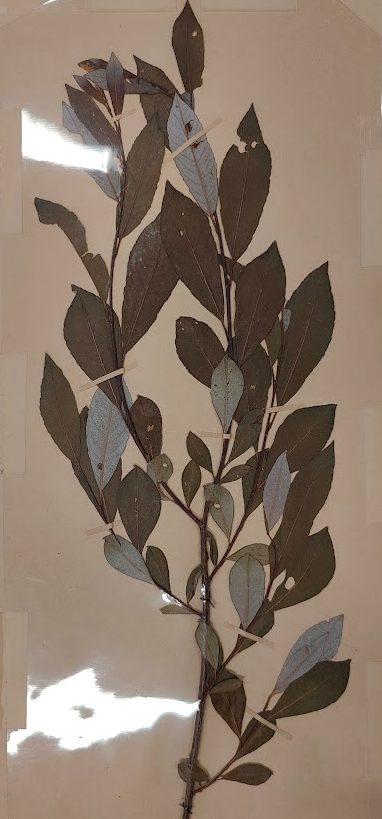 term image