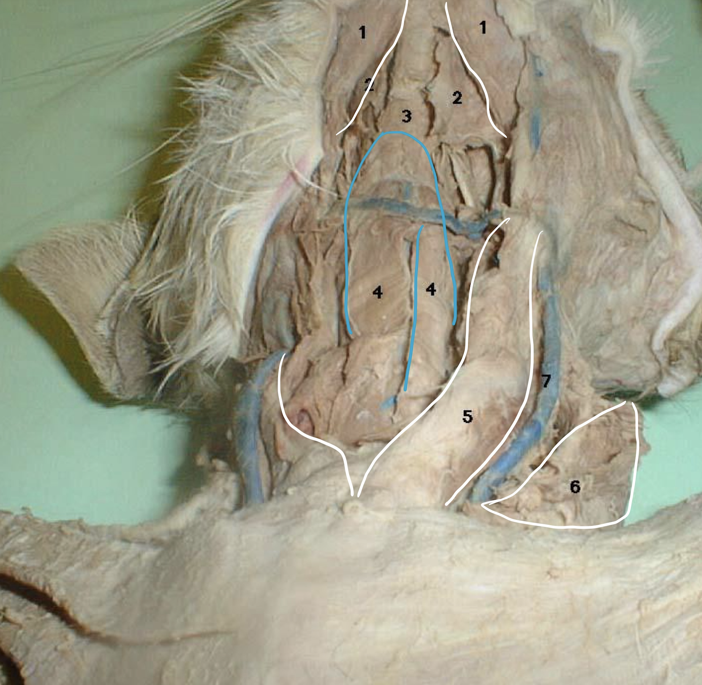 <p>5</p>