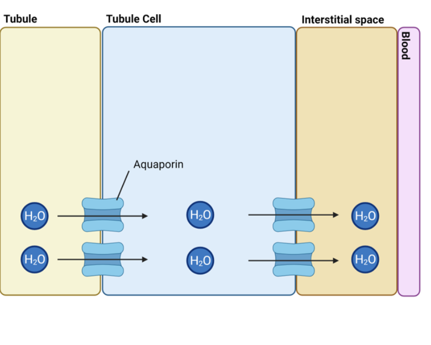 <p>explain how water reabsorption occurs in the collecting duct </p>