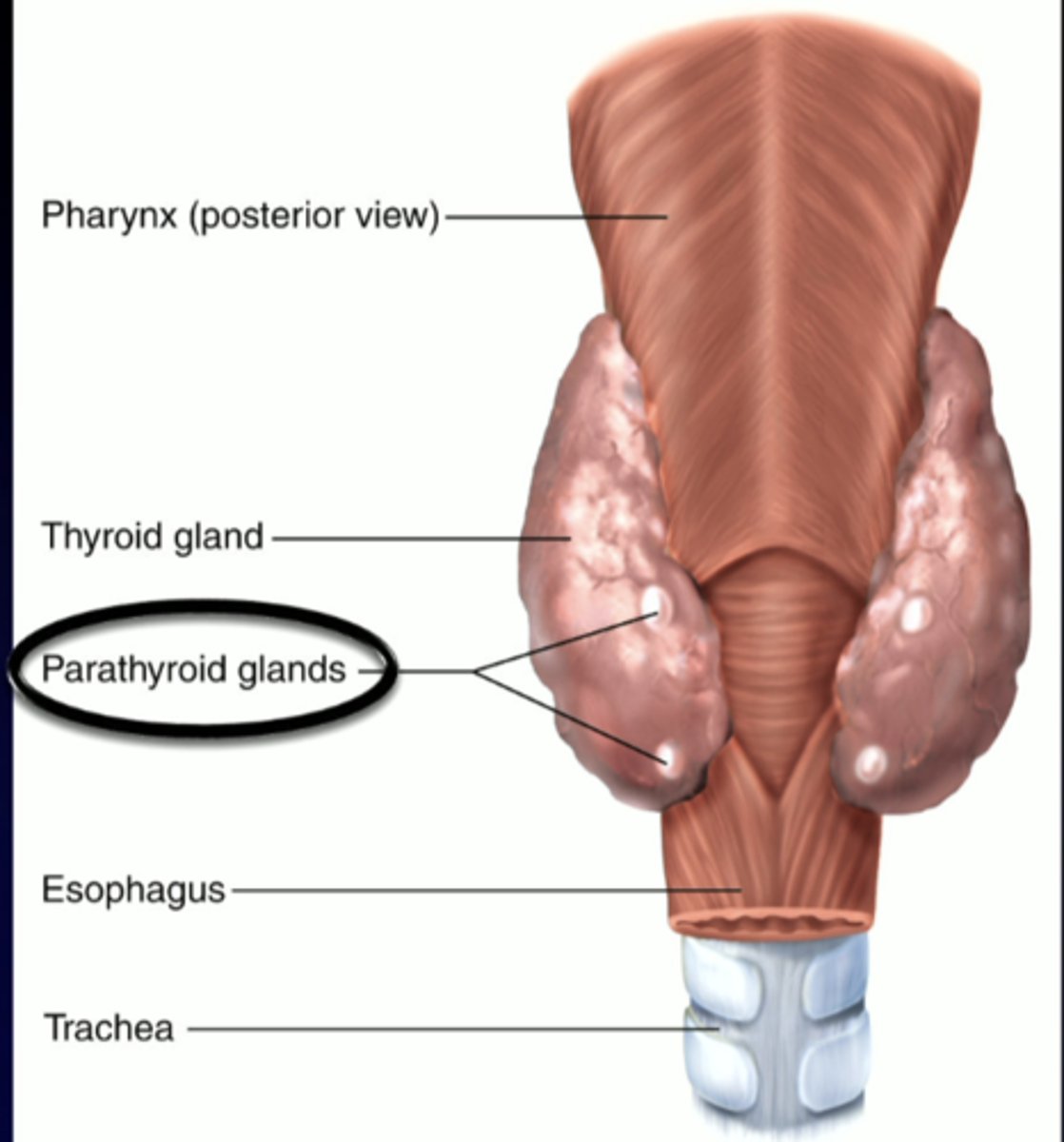 <p>posterior view of neck: parathyroid glands</p>
