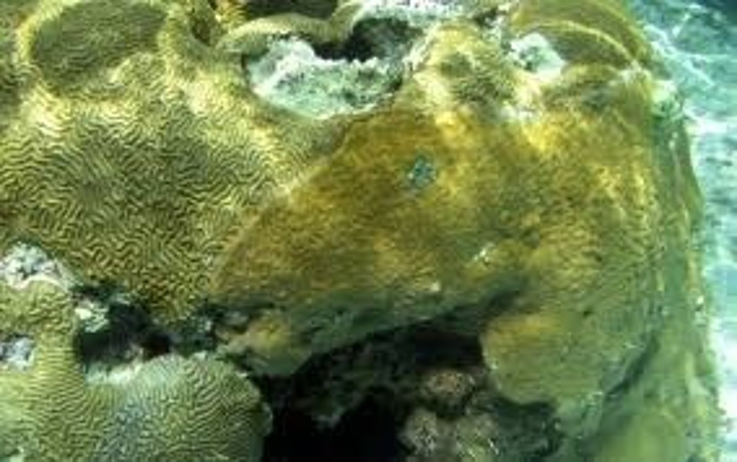 <p>2D flat corals which encrust the substrata</p>