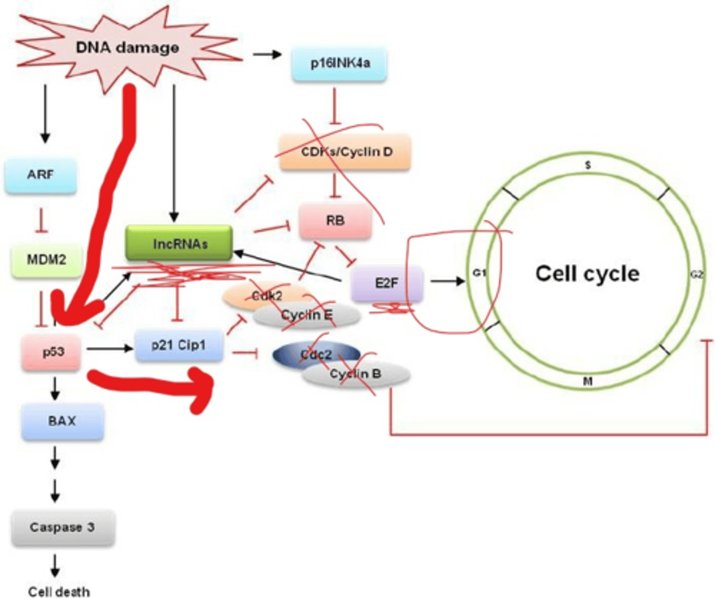 <p>When DNA is damaged specific protein kinases phosphorylates p53 protein which stops it from degrading prematurely. Activated p53 accumulates and binds to DNA then it does transcription of p21 gene which encodes for Cdk inhibitor protein. P21 binds to G1/S-Cdk and S-Cdk which inactivates it so cell cycle arrests at G1 phase.</p>