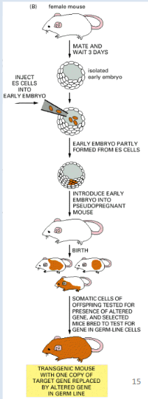 <p>What is shown here ?</p>