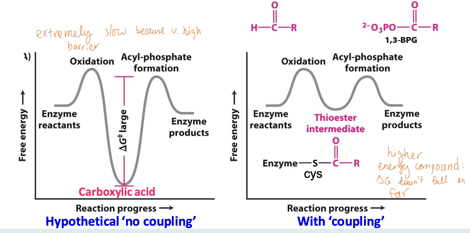 <p>W/out coupling, the activation barrier of this oxidation would be to high = <strong>very slow rx</strong></p><p>Via <span style="color: #e59999">covalent thioester enzyme intermediate</span>, the activation barrier is lowered since it is higher in energy than the acid</p>