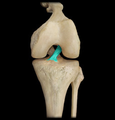 <p>Connects bone to bone</p>