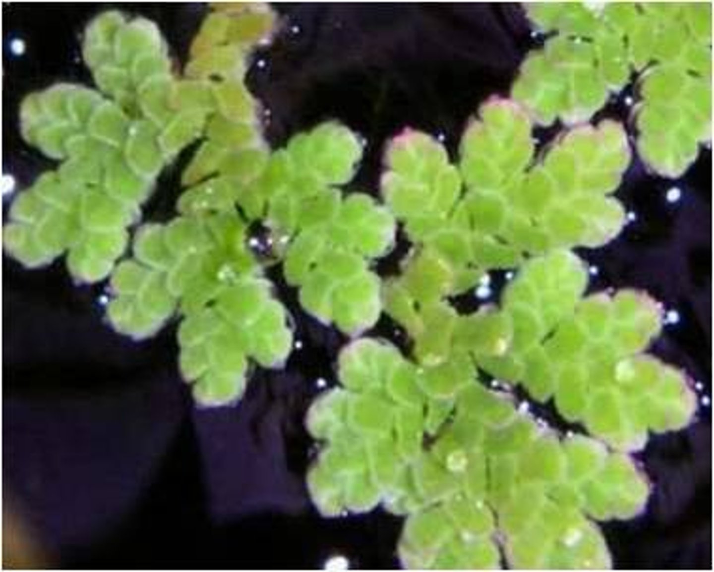 <p>azolla spp. (salviniaceae)</p>