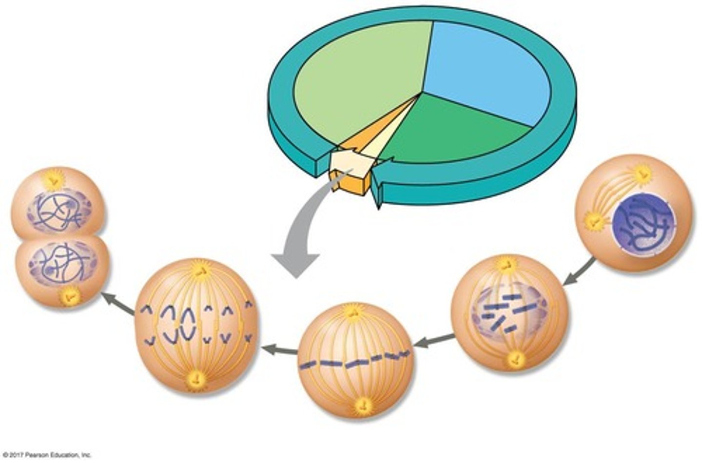 <p>Prophase, prometaphase, metaphase, anaphase, and telophase.</p>