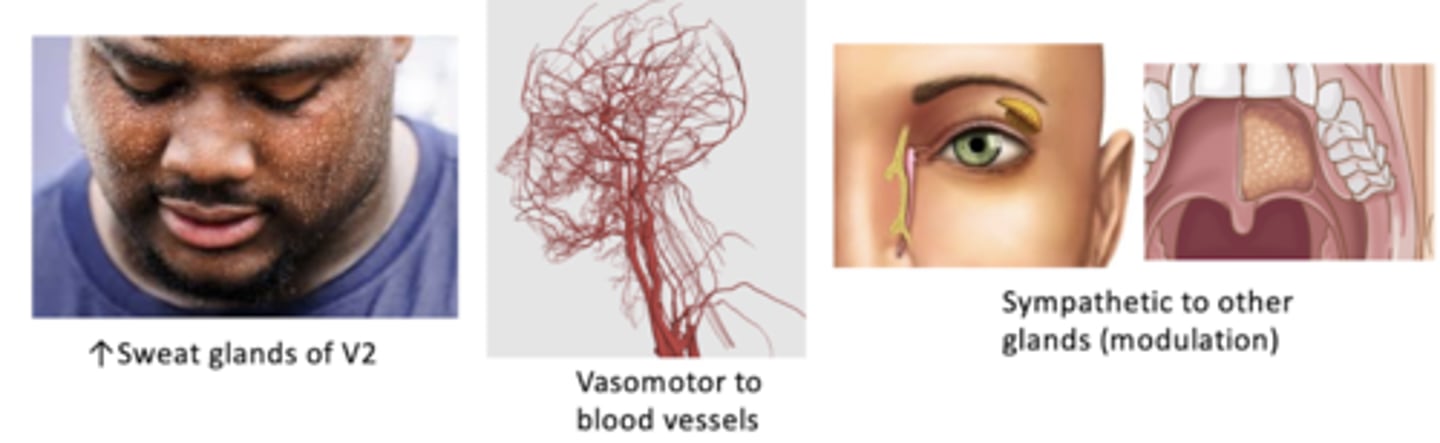 <p>What sympathetic autonomics are associated with the pterygopalatine ganglion?</p>