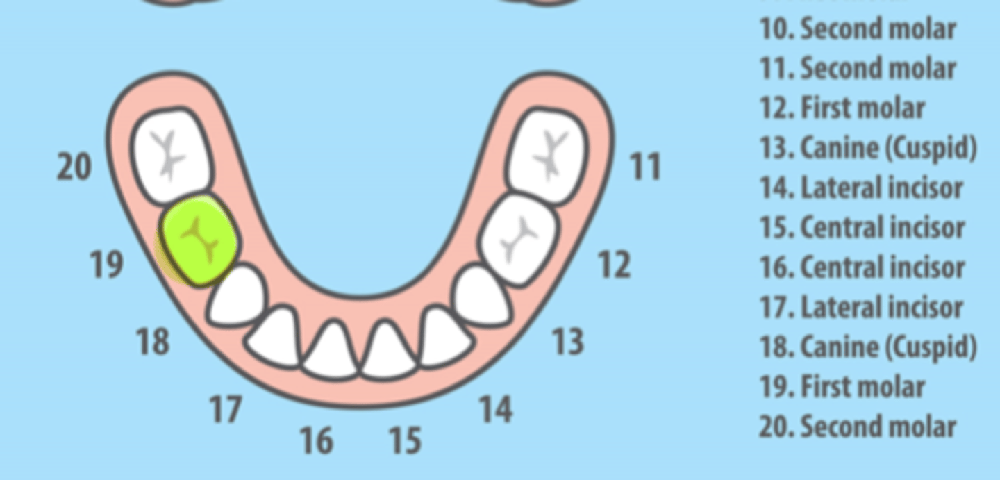 <p>Mandibular Right Primary First Molar</p>