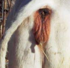 <p>What does the appearence of this cow's vulva indicate?</p>