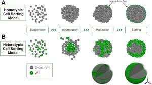 <p>the process by which cells come together to form a group or a cluster </p>