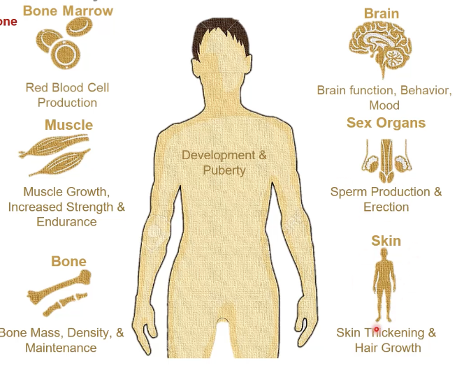 <ul><li><p>testosterone activation of androgen receptors alter gene expression as its a steroid hormone</p></li><li><p>RBC production</p></li><li><p>muscle growth, increased strength and endurance</p></li><li><p>bone mass, density, and maintenance</p></li><li><p>brain: mood regulation</p></li><li><p>sex organs</p></li><li><p>skin: skin thickening and hair growth</p></li></ul><p></p>