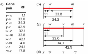 <p>Comparing different two-point crosses helps establish gene positions.<br><br>m and w 32.8% recombinants<br>w and y 1% recombinants<br>m and y ?<br><br>Adding the distance between y and m allows us to complete the gene map. </p>