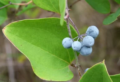 <p>Cat greenbrier</p>