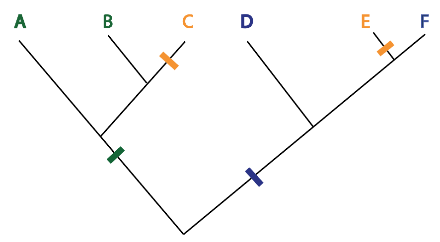 <p><span>In the phylogeny below, the traits observed in the species A, B and C represent an example of:</span></p>
