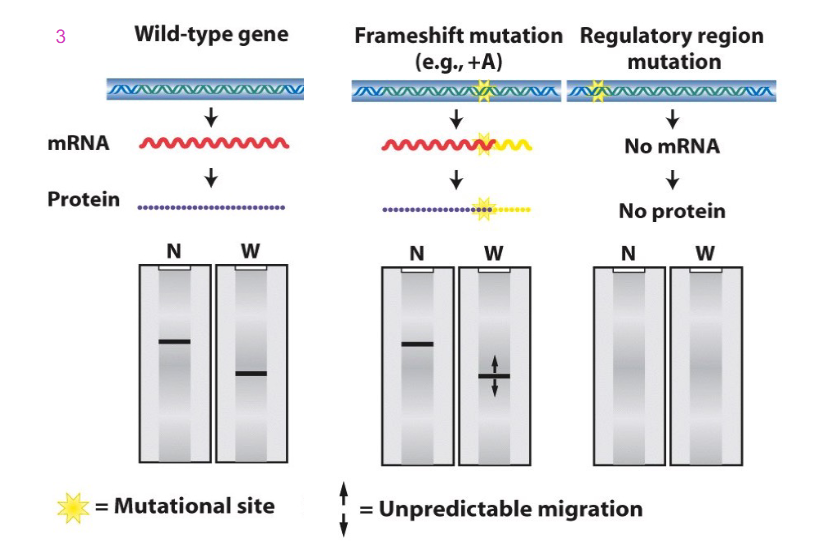 <p>Blotting and Frameshift and Regulatory region mutations</p>