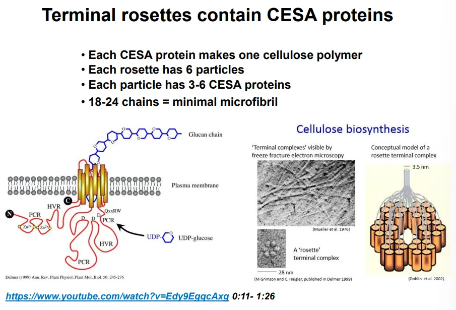 <ul><li><p>cellulose is synthesised by <strong>terminal rosette enzyme complexes </strong>in the <strong>plasma membrane</strong> (acquired by HGT from bacteria)</p></li><li><p>the terminal rosettes contain <strong>6 particles</strong>, each of which contain <strong>3-6 cellulose synthase A</strong> (CESA) proteins, which <strong>each </strong>make one cellulose polymer at a time</p></li><li><p>this means each rosette makes an <strong>18-24 chain </strong>microfibril and twists them together</p></li></ul><p></p><ul><li><p>the cell elongates <strong>perpendicular </strong>to the orientation of the cellulose fibrils, because new material is deposited <strong>in between</strong> the fibrils</p></li><li><p><strong>random</strong> cellulose deposition in a cell would mean it could <strong>never expand</strong></p></li><li><p>the deposition of cellulose by terminal rosettes is <strong>directed by microtubules </strong>to occur in one direction</p></li><li><p>plant cells <strong>stop </strong>growing by depositing new layers in different orientations</p></li><li><p>this deposition is driven by the polymerisation reaction because the polymer is being pushed into an already densely packed matrix, so the terminal rosette is the part that moves instead, along the microtubules</p></li></ul><p></p>
