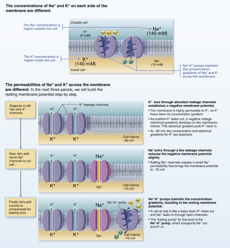 <ul><li><p><strong><em>Stabilizes resting membrane potential</em></strong></p></li><li><p>Maintains concentration gradients for Na+ and K+ </p></li><li><p>Three Na+ are pumped out of cell while two K+ are pumped back in </p></li></ul><p></p>