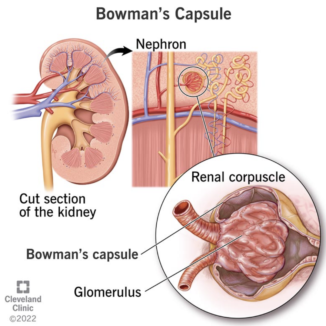 <p>Glomerulus (capillary tuft) and a Bowman’s Capsule (which the tuft protrudes into)</p>