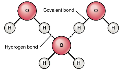 <p>Attraction between slightly negative O and slightly positive H<br><br>Hydrogen bonds require energy to break:</p><ul><li><p>This is what allows water to gain and storelarge amounts of energy</p></li><li><p>This also gives water a high boiling and freezing points.</p></li></ul><p></p>