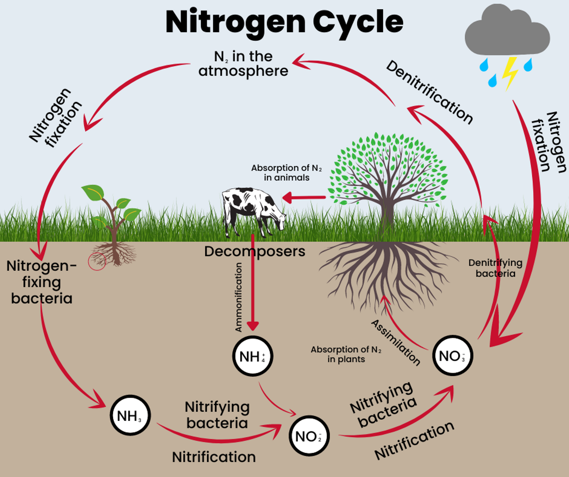 <p>Describe the steps of nitrification</p>
