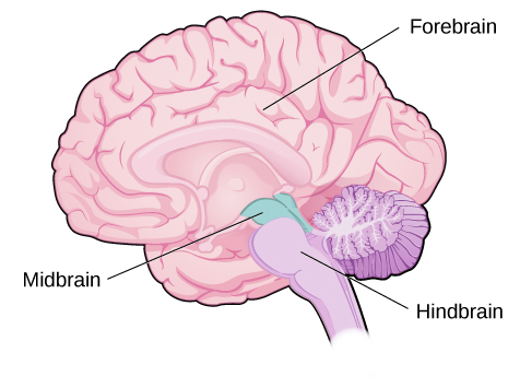 <p>largest part of the brain</p><p><span>contains the cerebral cortex and a number of other structures that lie beneath the cortex (subcortical structures): thalamus, hypothalamus, pituitary gland, and the limbic system (collection of structures).</span></p><p></p>