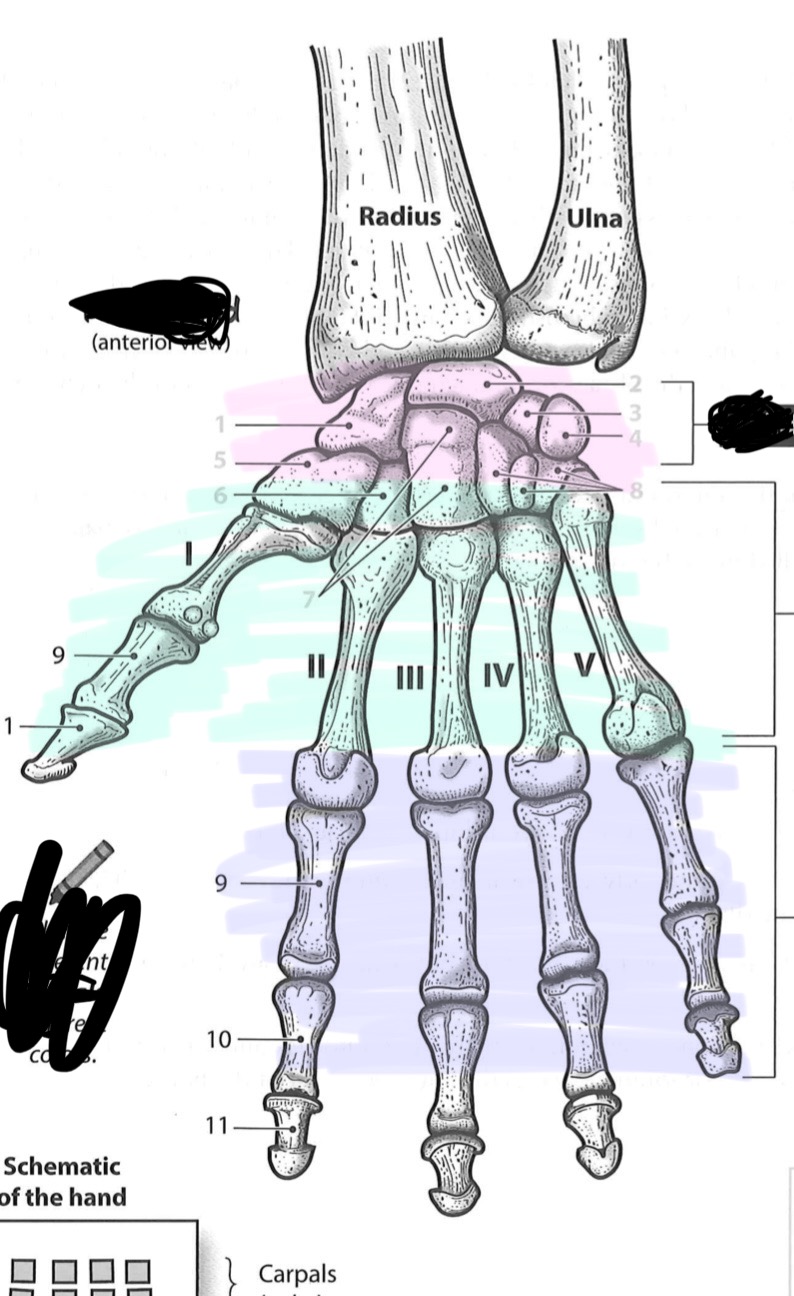 <p>Teal</p>
